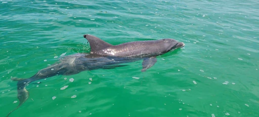 Dolphin enjoying a swim in the Gulf of Mexico