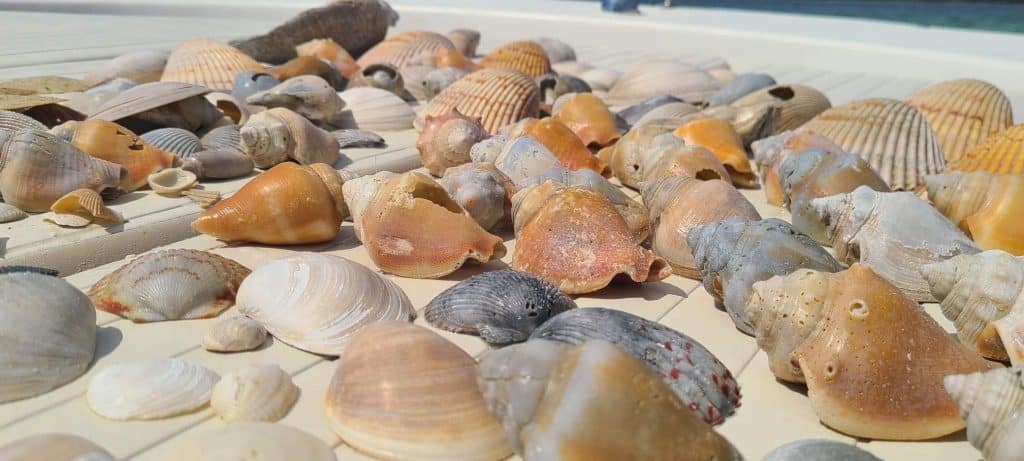 Sea shells sitting on a dock after a private boat tour in Panama City