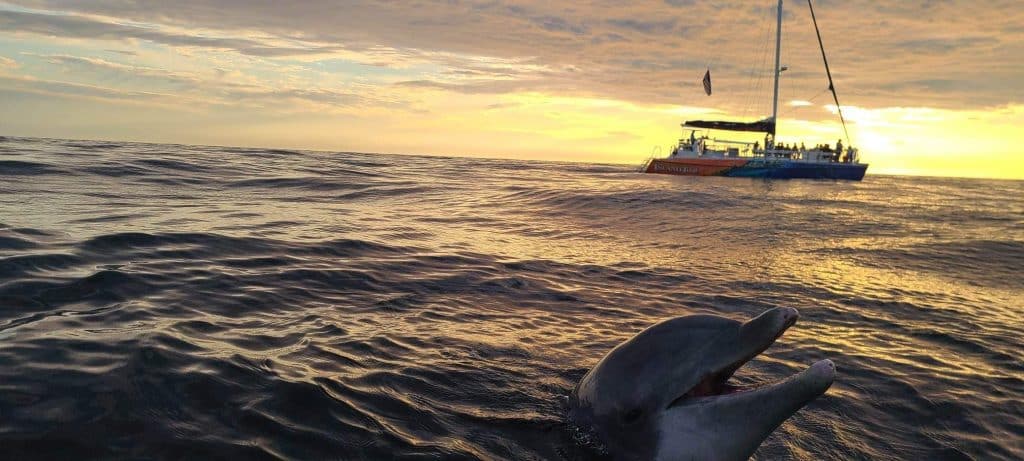 Dolphin sticking his head out of the water in the Gulf of Mexico with a sail boat in the background at sunset