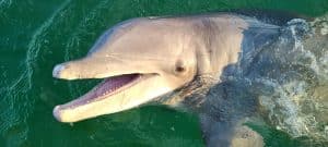 Dolphin sticking his head out of the water in the Gulf of Mexico