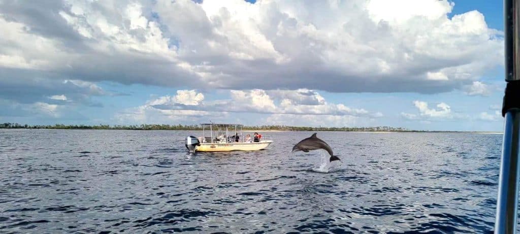 Dolphin jumping out of the bay by a boat in Panama City Florida