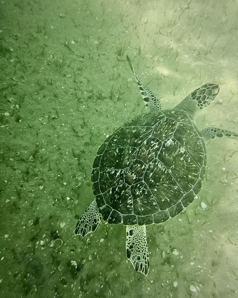 Green Sea Turtles in Panama City Beach: Take A Tour Tour with Anchor Charters